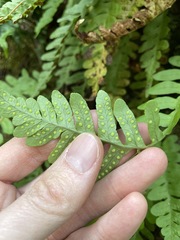 Polypodium hesperium