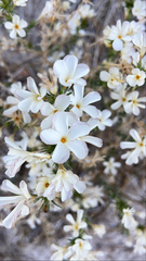 Linanthus pungens