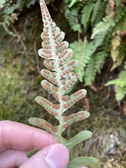 Polypodium hesperium