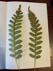 Polypodium hesperium