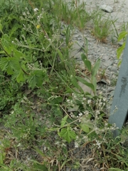 Gypsophila altissima