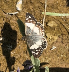 Heliopetes domicella