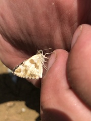 Heliopetes domicella