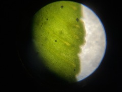 Polypodium hesperium