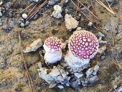 Amanita muscaria