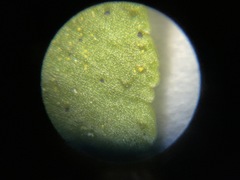 Polypodium hesperium