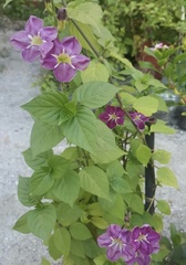 Asystasia gangetica