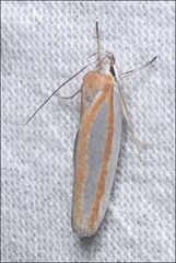 Xylorycta parabolella