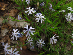 Phlox bifida