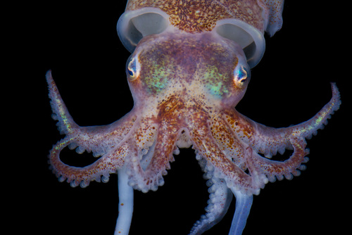 Representative image of Sepietta