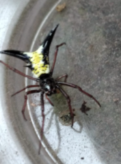 Micrathena raimondi