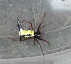 Micrathena raimondi