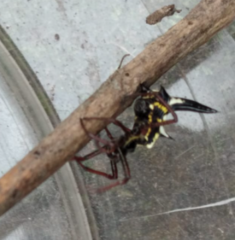 Micrathena raimondi