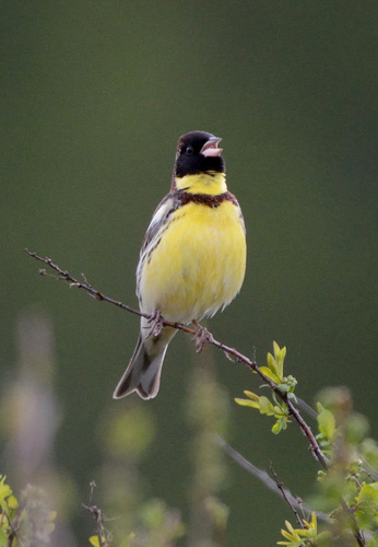 Yellow-breasted Bunting