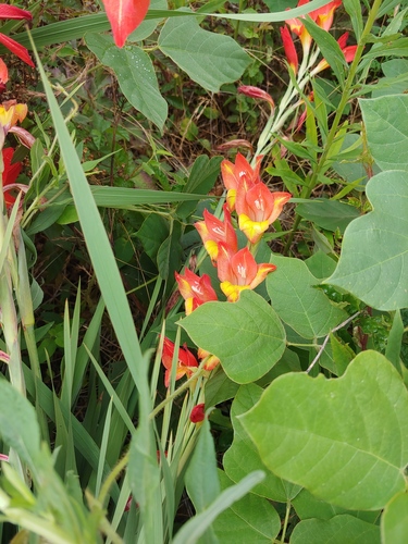 Gladiolus dalenii