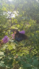 Papilio glaucus