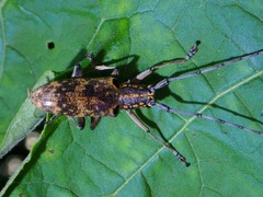 Epepeotes luscus