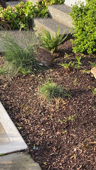 Sylvilagus floridanus