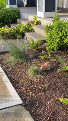 Sylvilagus floridanus