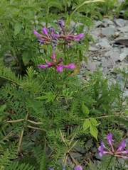 Astragalus ceratoides
