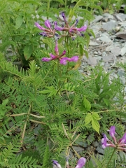 Astragalus ceratoides