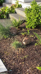 Sylvilagus floridanus