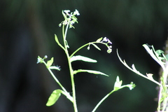Rochelieae