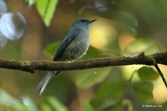 Cyornis unicolor