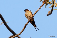 Cecropis striolata