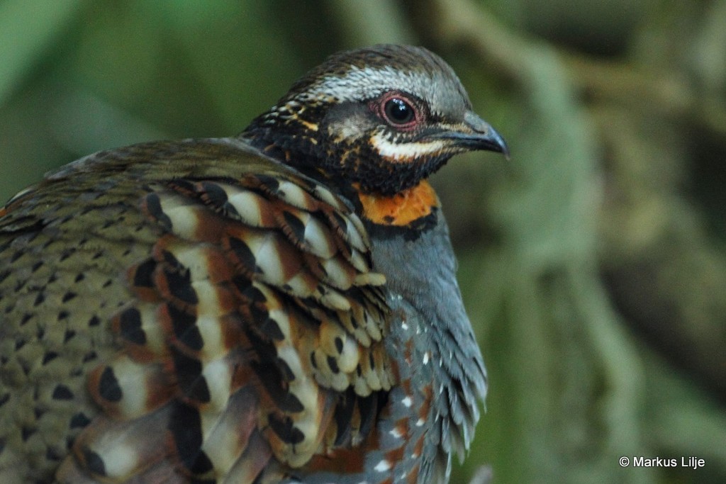Rufous-throated Partridge photo