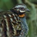 Rufous-throated Partridge - Photo (c) markus lilje, some rights reserved (CC BY-NC-ND), uploaded by markus lilje