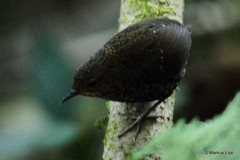 Pnoepyga pusilla