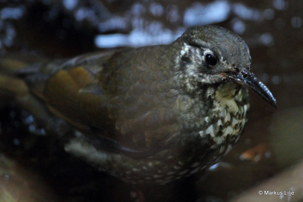 Dark-sided Thrush
