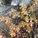 photo of Jade Plant (Crassula ovata)