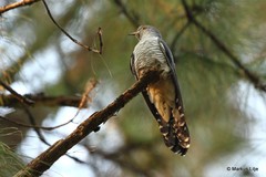 Cuculus saturatus