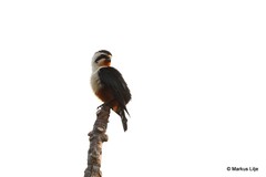 Microhierax caerulescens