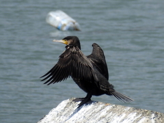 Phalacrocorax carbo