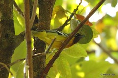 Pteruthius intermedius