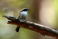 Ficedula westermanni