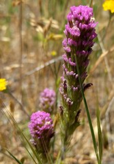 Castilleja exserta