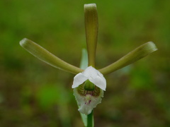 Cleistesiopsis bifaria
