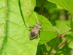 Piezogaster calcarator