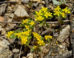 Eriophyllum multicaule