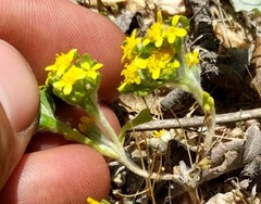 Eriophyllum multicaule