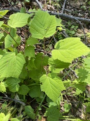 Acer tegmentosum