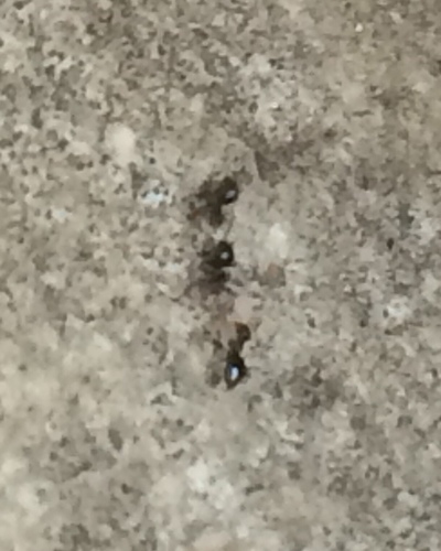 photo of Dark Rover Ant (Brachymyrmex patagonicus)