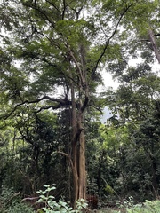 Terminalia tetraphylla