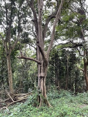 Cordia sulcata