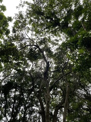 Cordia sulcata