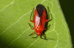 Coccobaphes frontifer